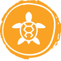 orange turtle