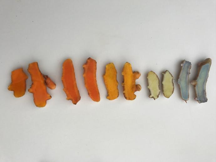 Hawaiian Organic Turmeric color wheel