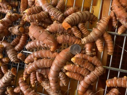 Fresh Organic Hawaiian Roma Turmeric 2023